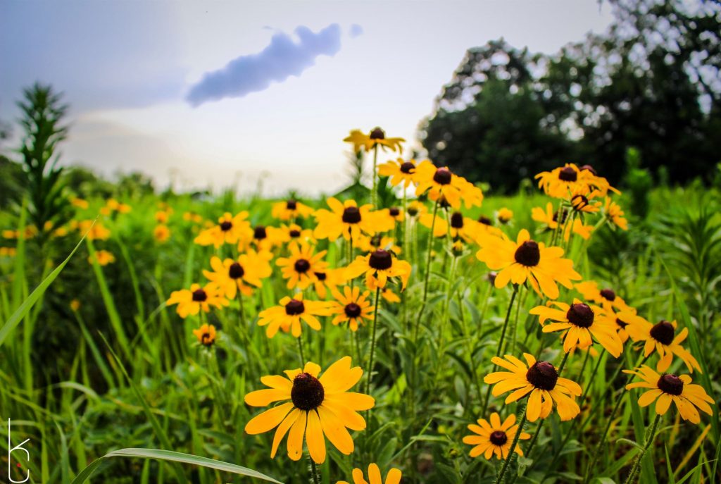 black-eyed susan flowers in a field with the sky in the background