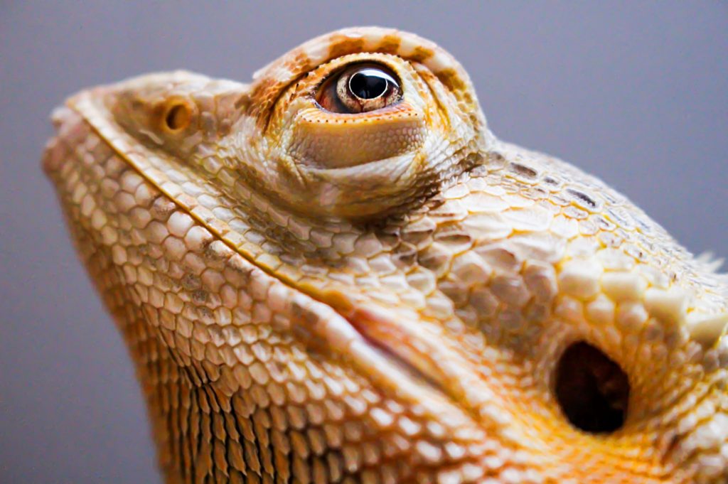 Close up photo of bearded dragon