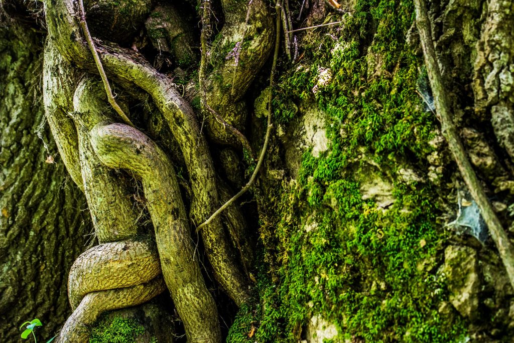 winding and tangled tree trunk with moss