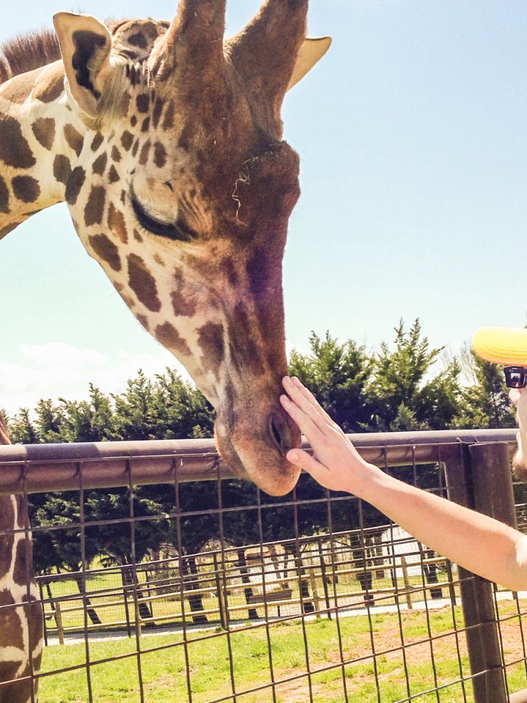 Man touching a giraffe on the nose