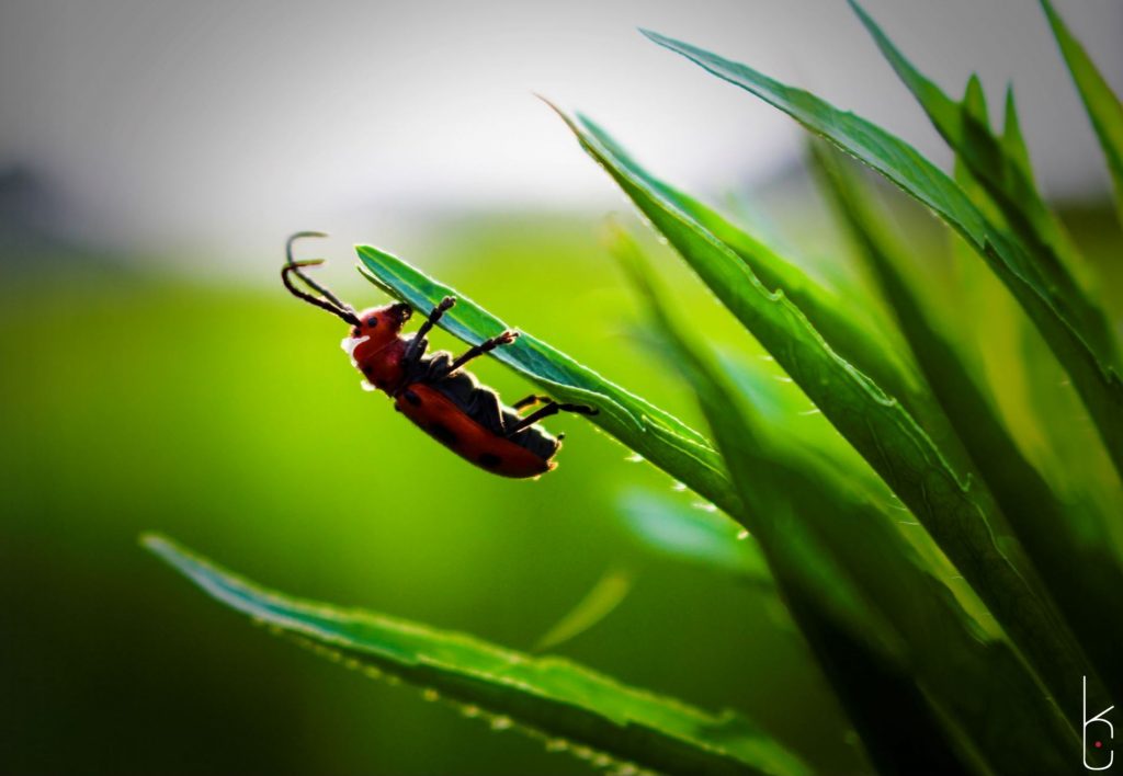 Red bug hanging off a blade of grass