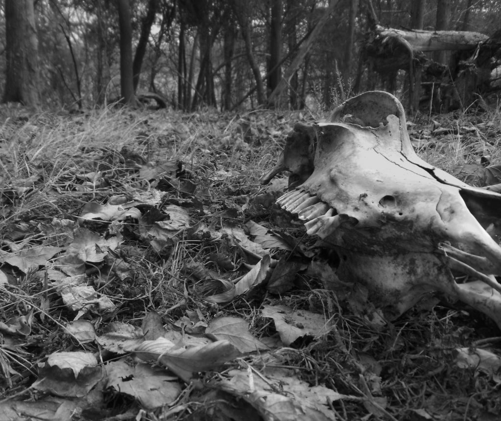 monochrome photo of cow skull in the woods