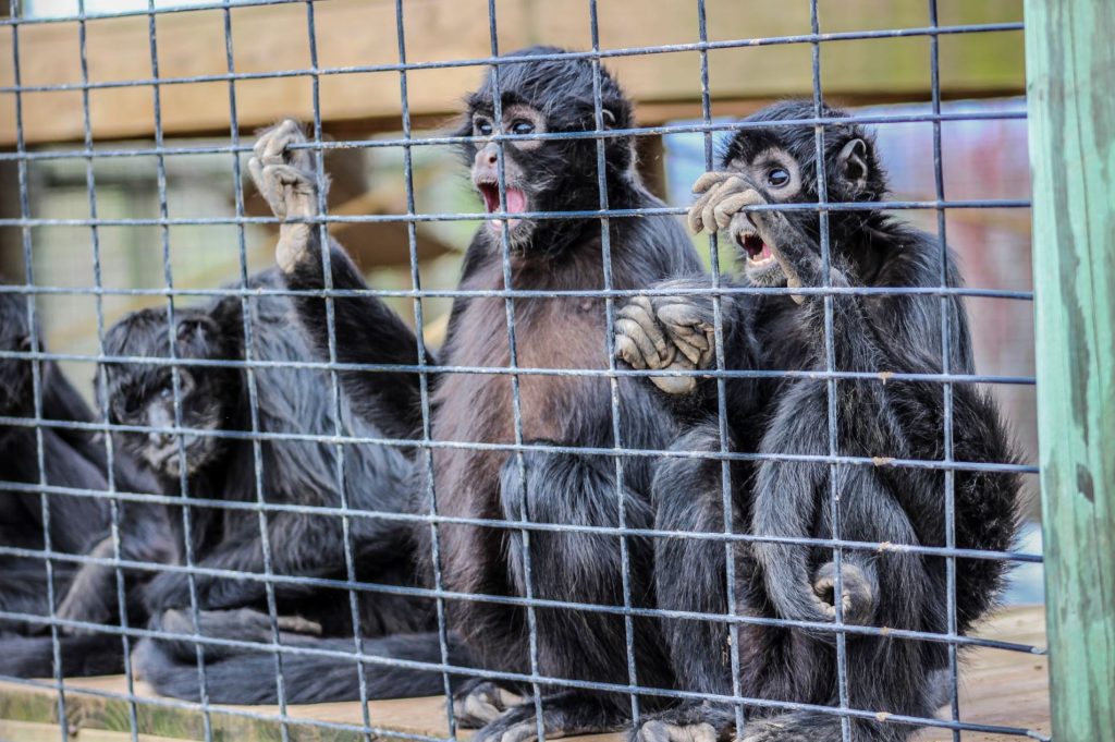 Three black monkeys behind wire fence