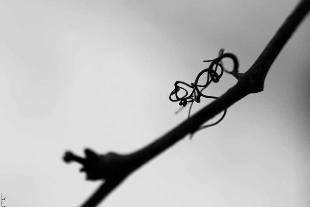 Macro, monochromatic photo of curly vine on a branch