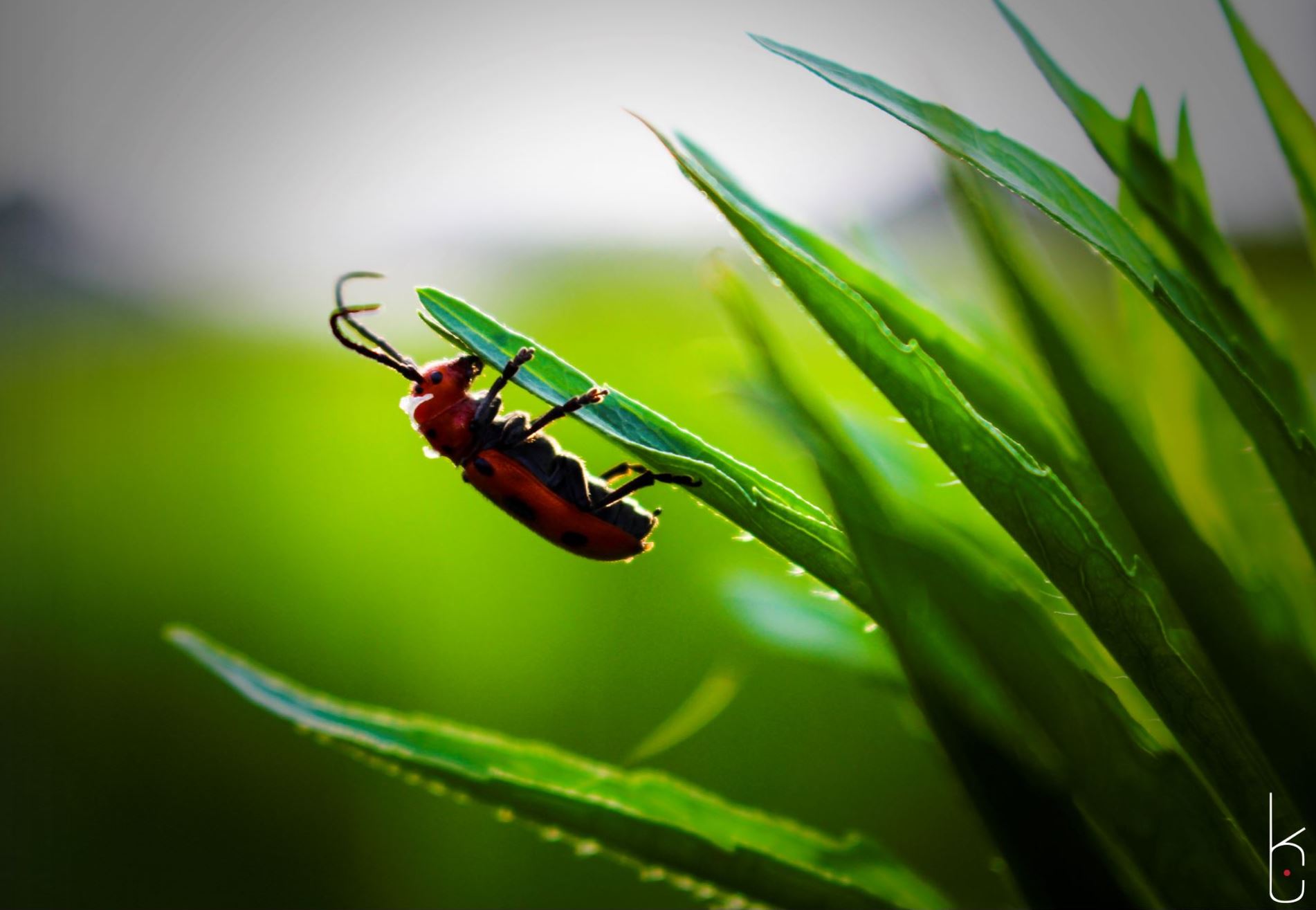 “Red Milkweed Beetle”